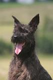 BOUVIER DES ARDENNES 338